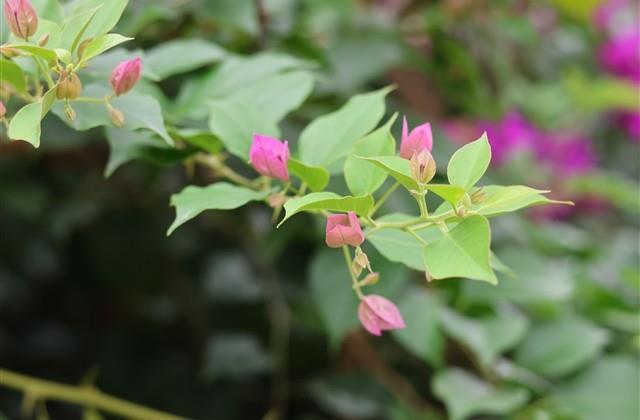 女神节暖心话语