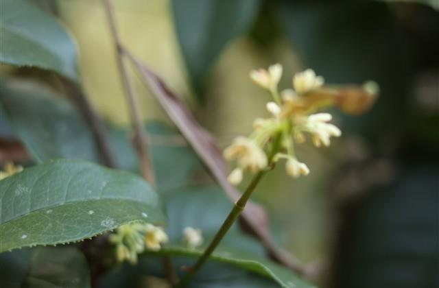 描写植树节的优美句子(精选67句)